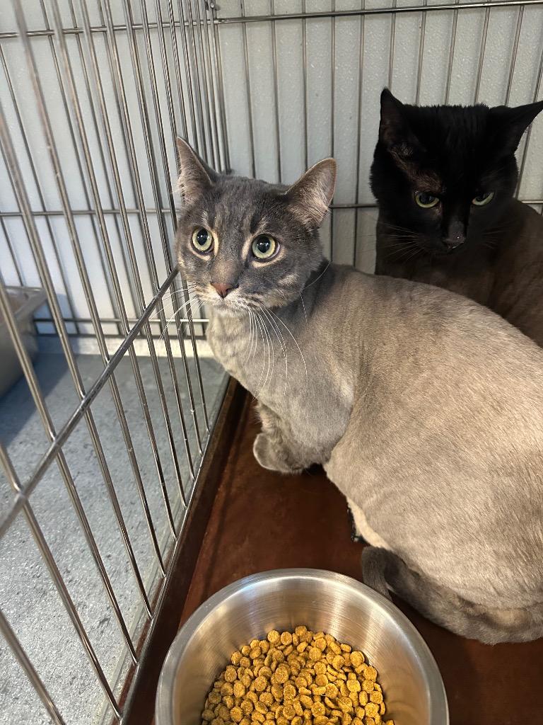 Dain, Adoptable, Adult Male Domestic Medium Hair.