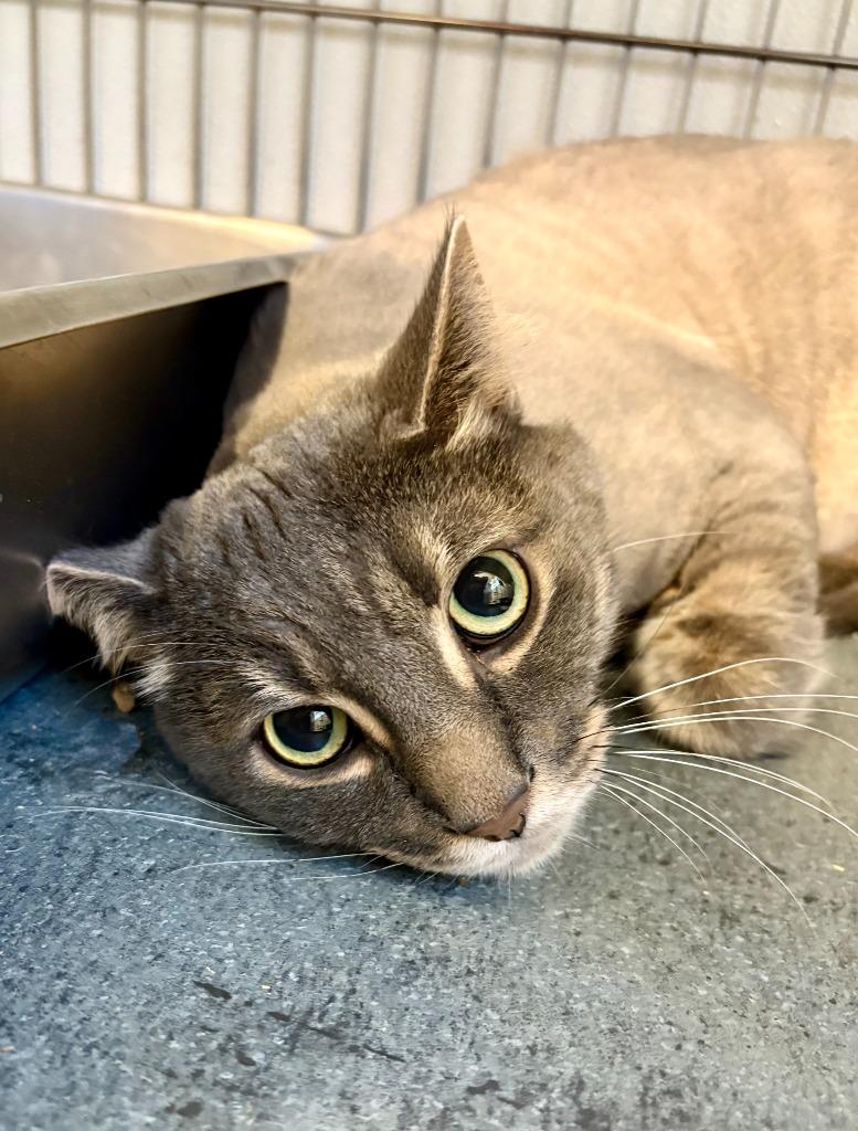 Dain, a Adoptable mixed breed in Rock Springs, WY image 2/3