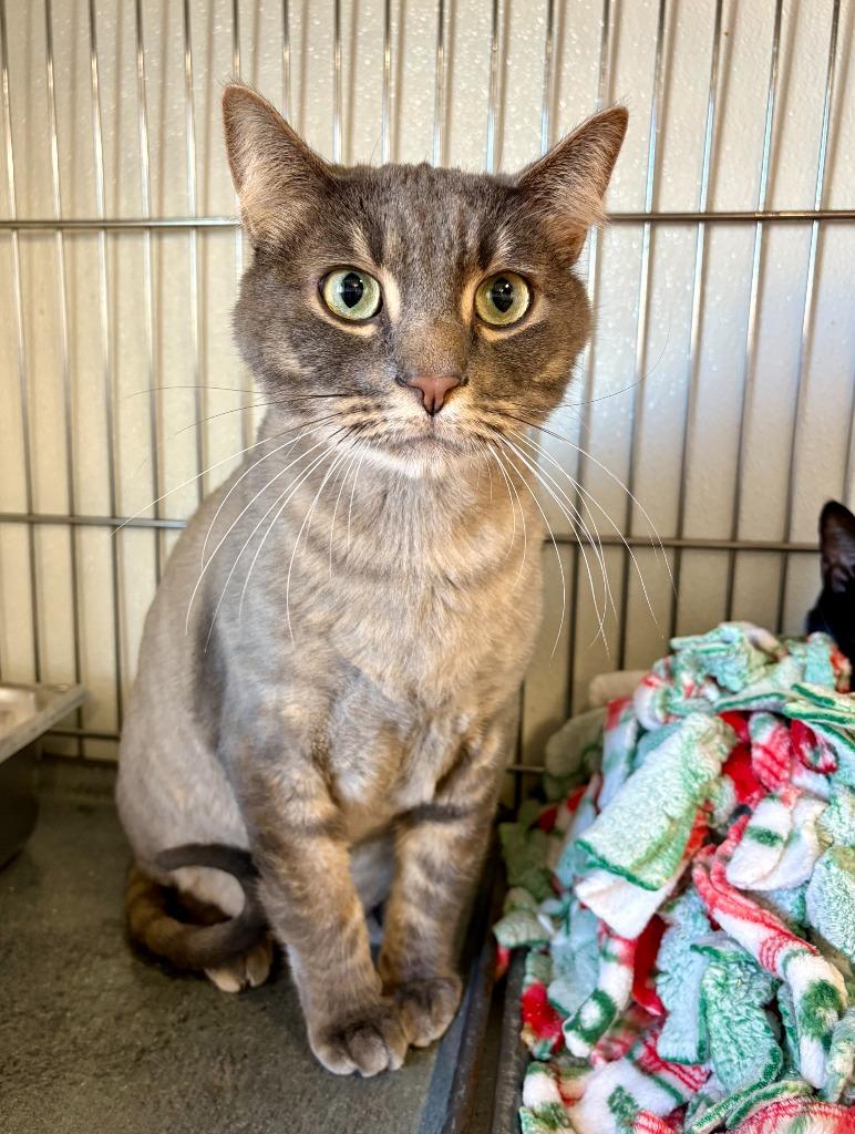 Dain, a Adoptable mixed breed in Rock Springs, WY image 3/3