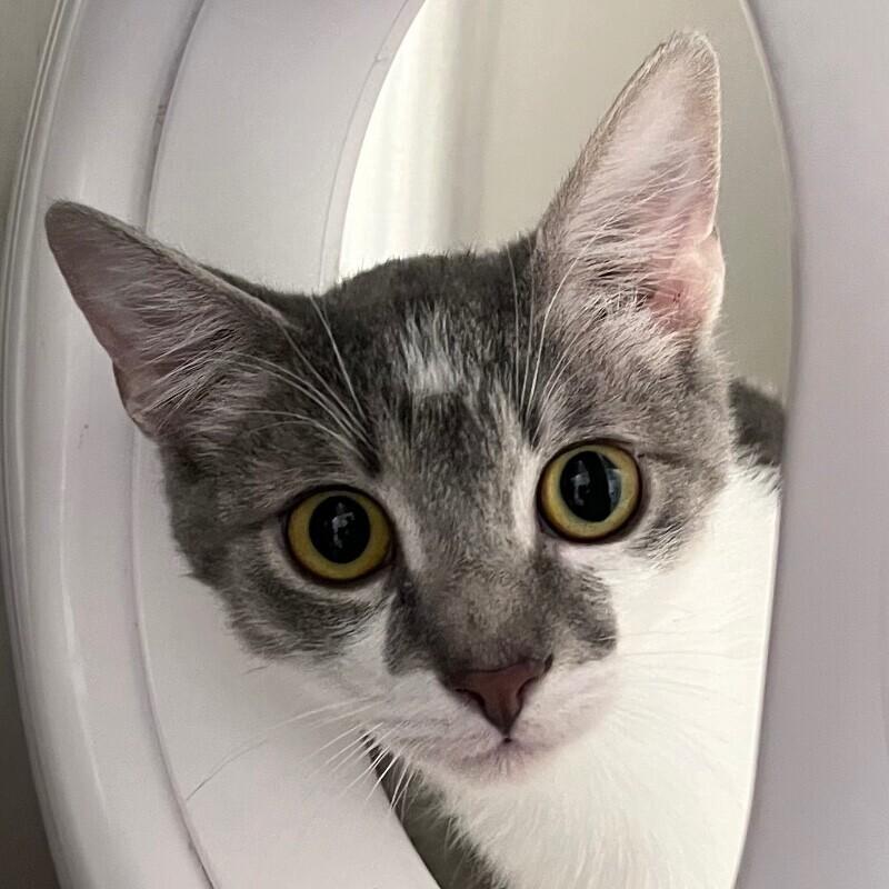 Enlarge Rodger, a Adoptable Domestic Short Hair in Yankton, SD image 1/3