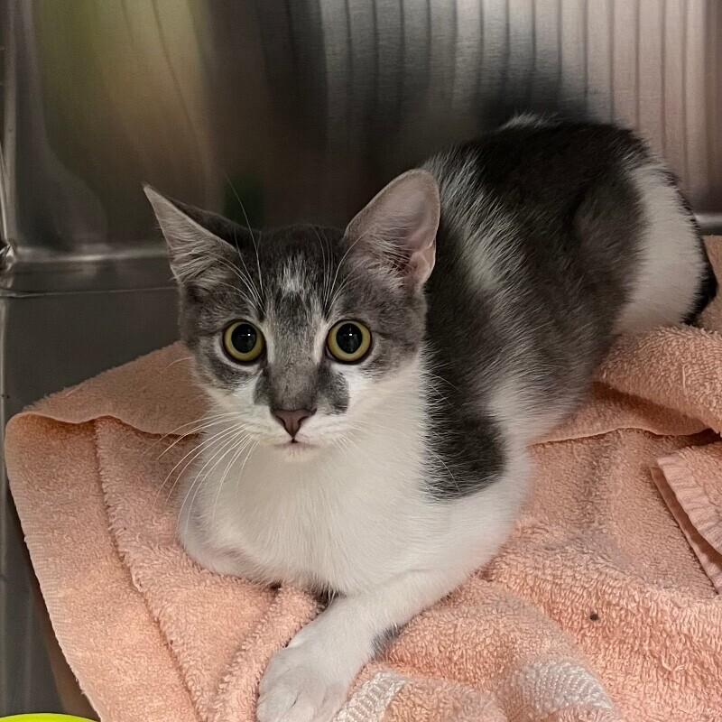 Enlarge Rodger, a Adoptable Domestic Short Hair in Yankton, SD image 2/3