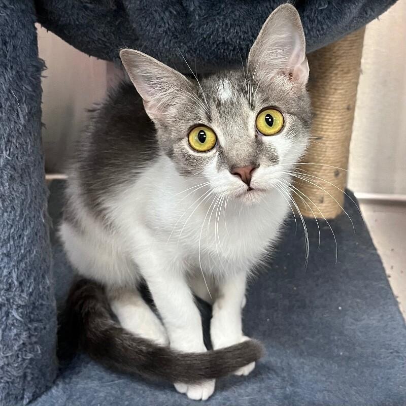 Enlarge Rodger, a Adoptable Domestic Short Hair in Yankton, SD image 3/3