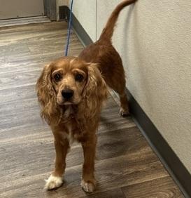 Rooster, Adoptable, Adult Male Cocker Spaniel.