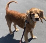 Rooster, a Adoptable Cocker Spaniel in Jamestown, CA image 2/3