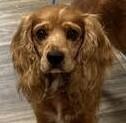 Rooster, a Adoptable Cocker Spaniel in Jamestown, CA image 3/3