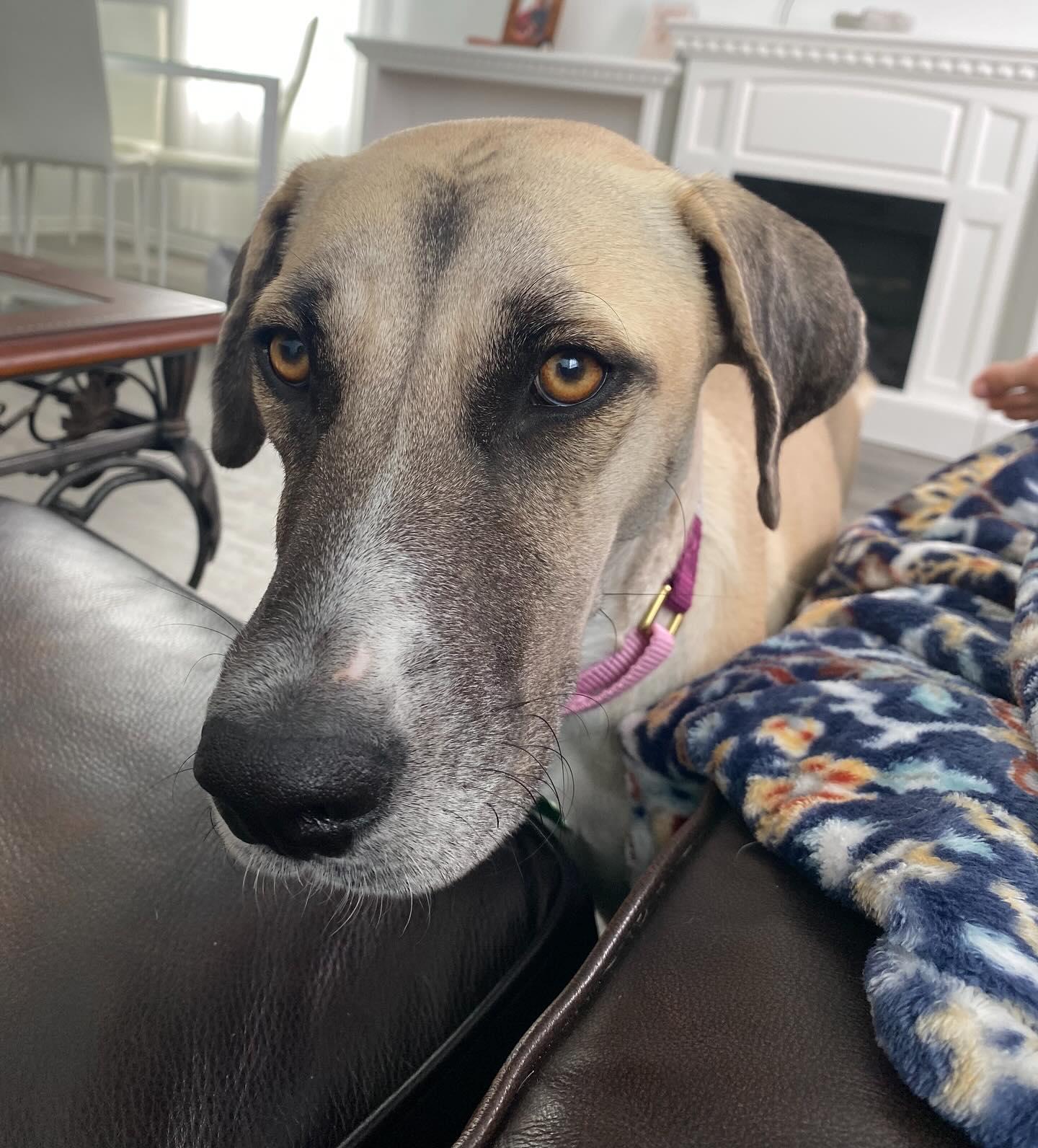 Enlarge Lady Grace, a Adopted mixed breed in Buda, TX image 1/2