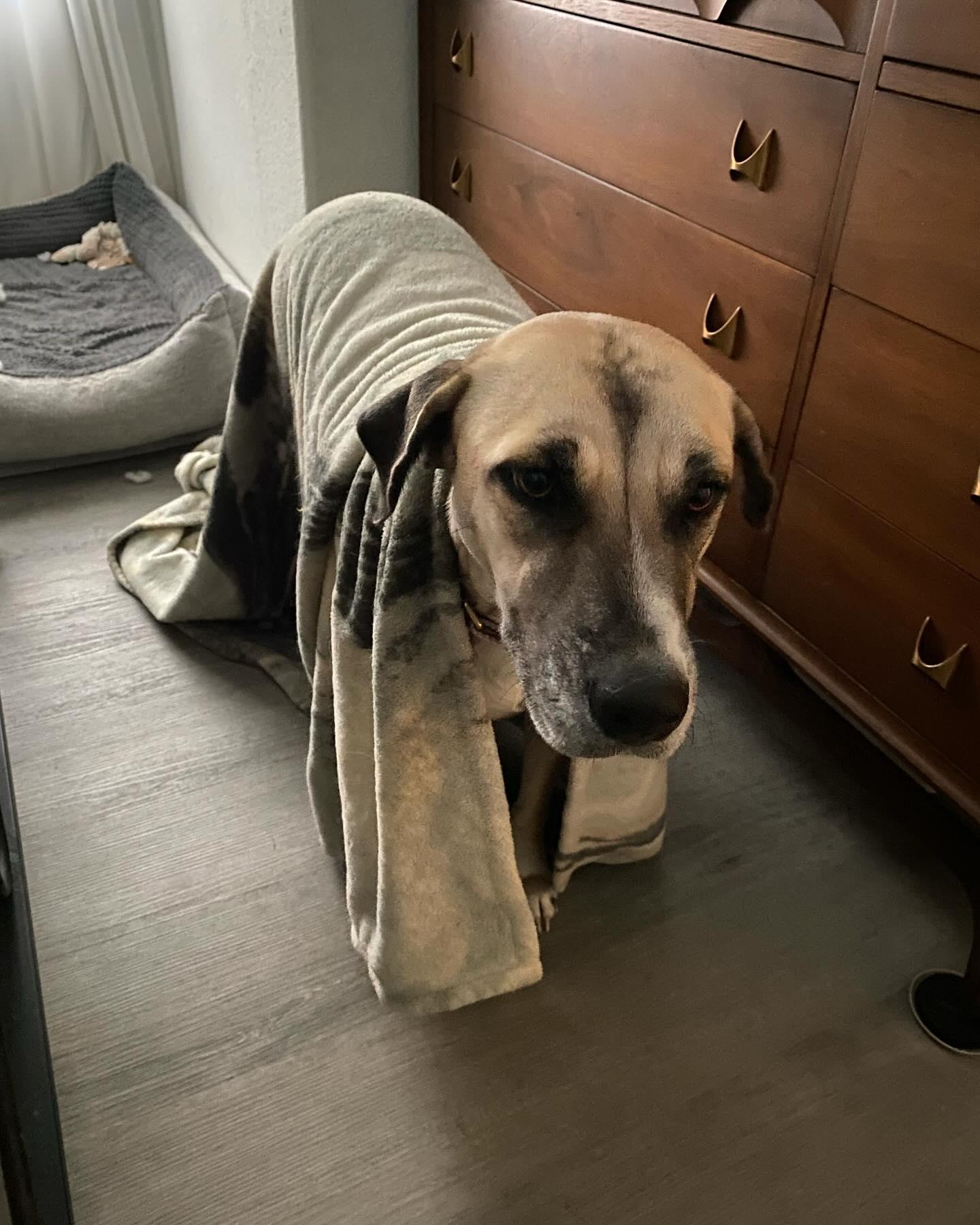 Enlarge Lady Grace, a Adopted mixed breed in Buda, TX image 2/2