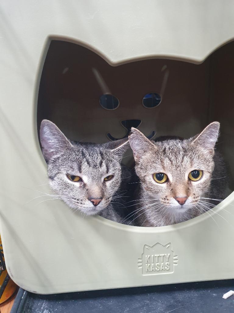 Enlarge Stormie aka Heidi, a Adoptable mixed breed in Parkville, MD image 2/6