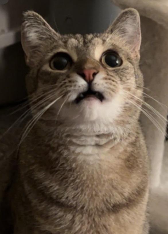 Stormie aka Heidi, Adoptable, Adult Female Domestic Short Hair.