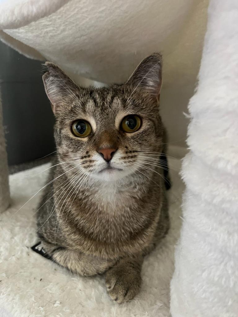 Enlarge Stormie aka Heidi, a Adoptable mixed breed in Parkville, MD image 4/5