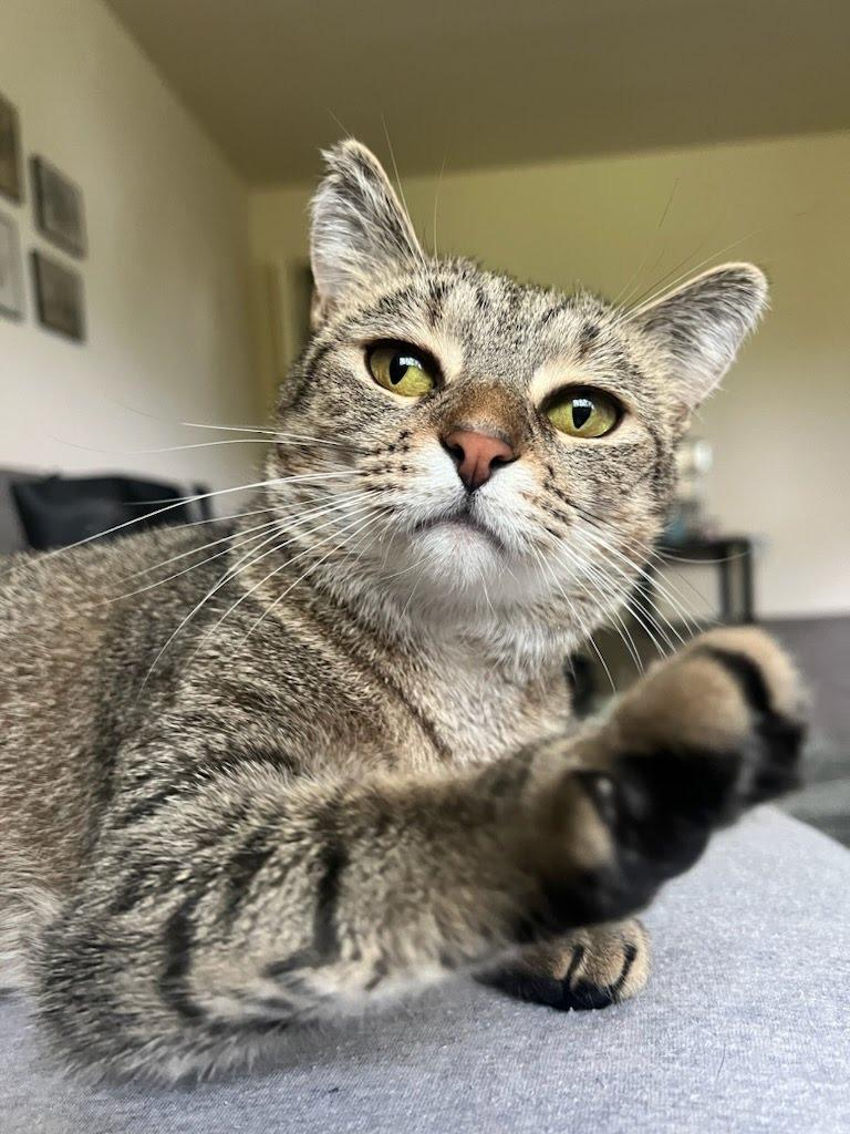 Enlarge Stormie aka Heidi, a Adoptable mixed breed in Parkville, MD image 5/5