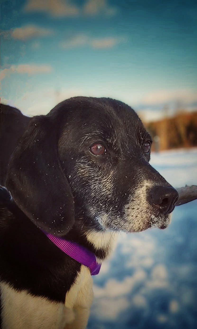 Princess, Adoptable, Adult Female Beagle & Border Collie.