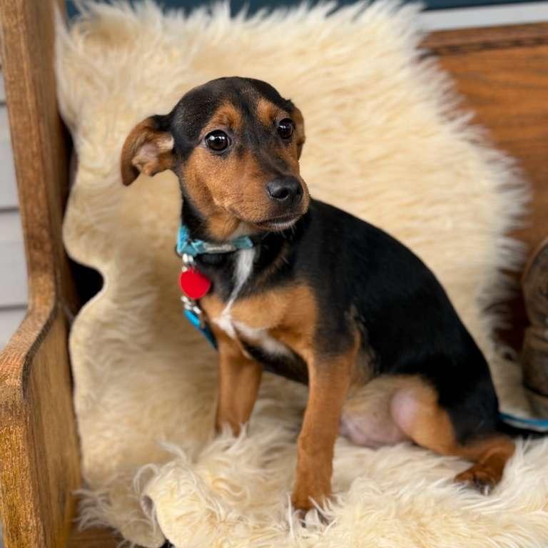 JESSIE, Adoptable, Young Male Miniature Pinscher.