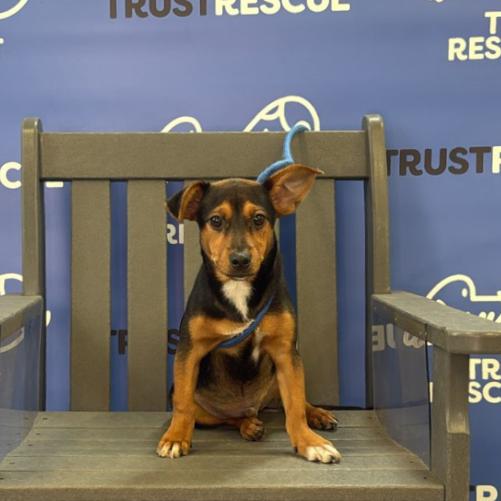 Enlarge JESSIE, a Adoptable Miniature Pinscher in Atco, NJ image 2/5