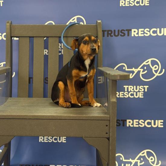 Enlarge JESSIE, a Adoptable Miniature Pinscher in Atco, NJ image 3/5