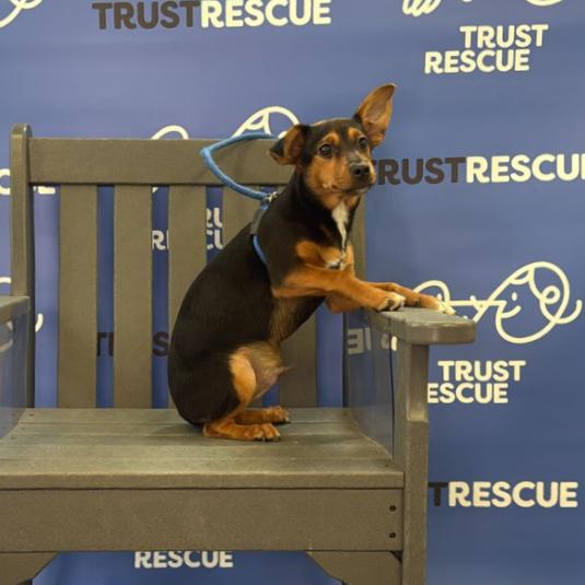 Enlarge JESSIE, a Adoptable Miniature Pinscher in Atco, NJ image 4/5