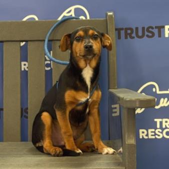 Enlarge JESSIE, a Adoptable Miniature Pinscher in Atco, NJ image 5/5