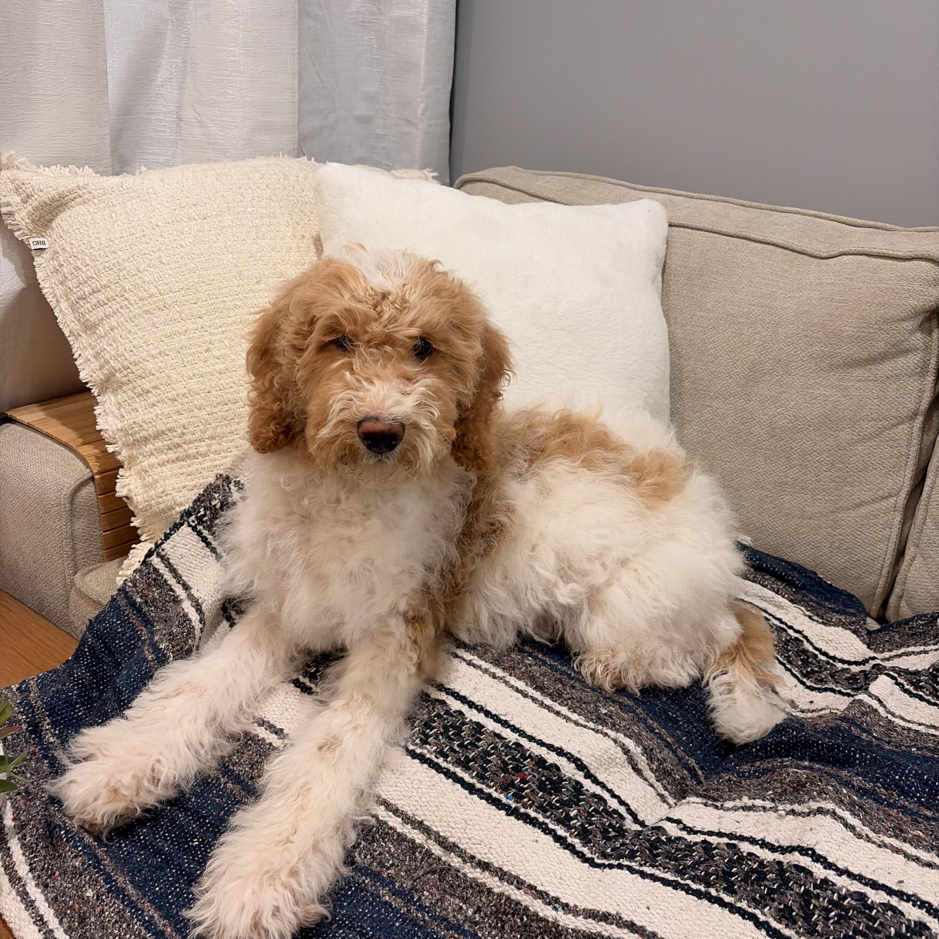 Enlarge Charlie, an adopted Goldendoodle in Torrance, CA image 4/4