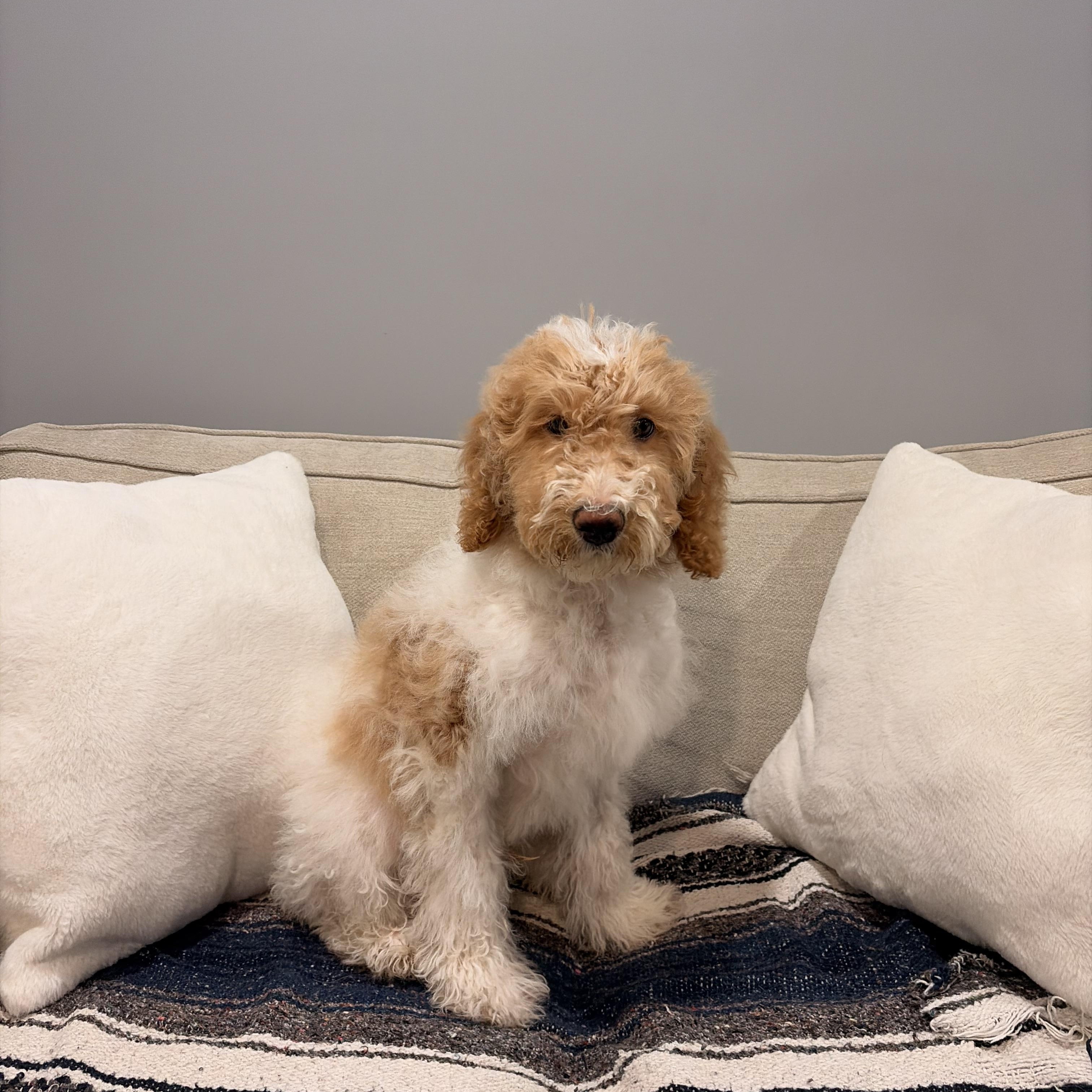 Enlarge Charlie, an adopted Goldendoodle in Torrance, CA image 2/4