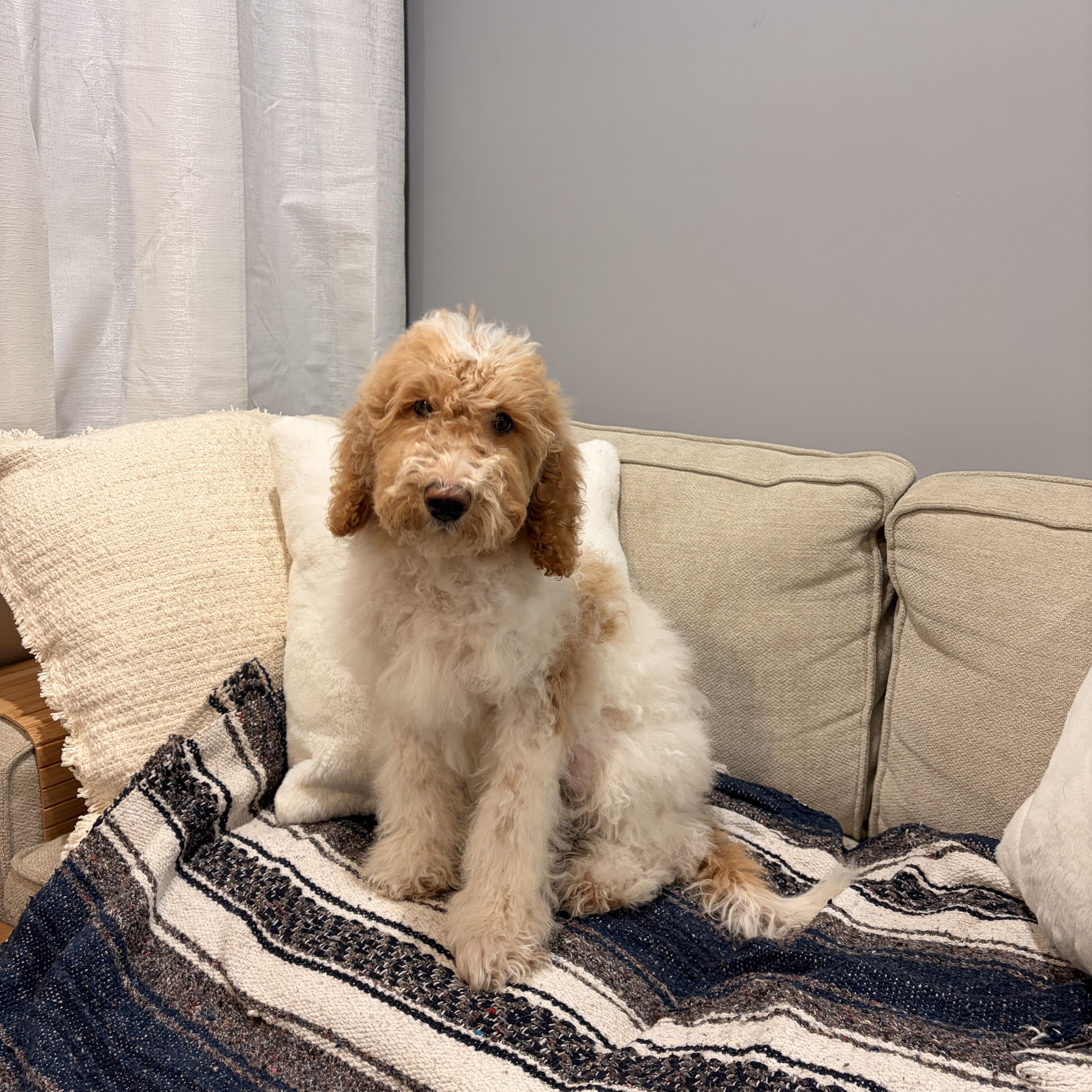 Charlie, adopted, Puppy Male Goldendoodle.