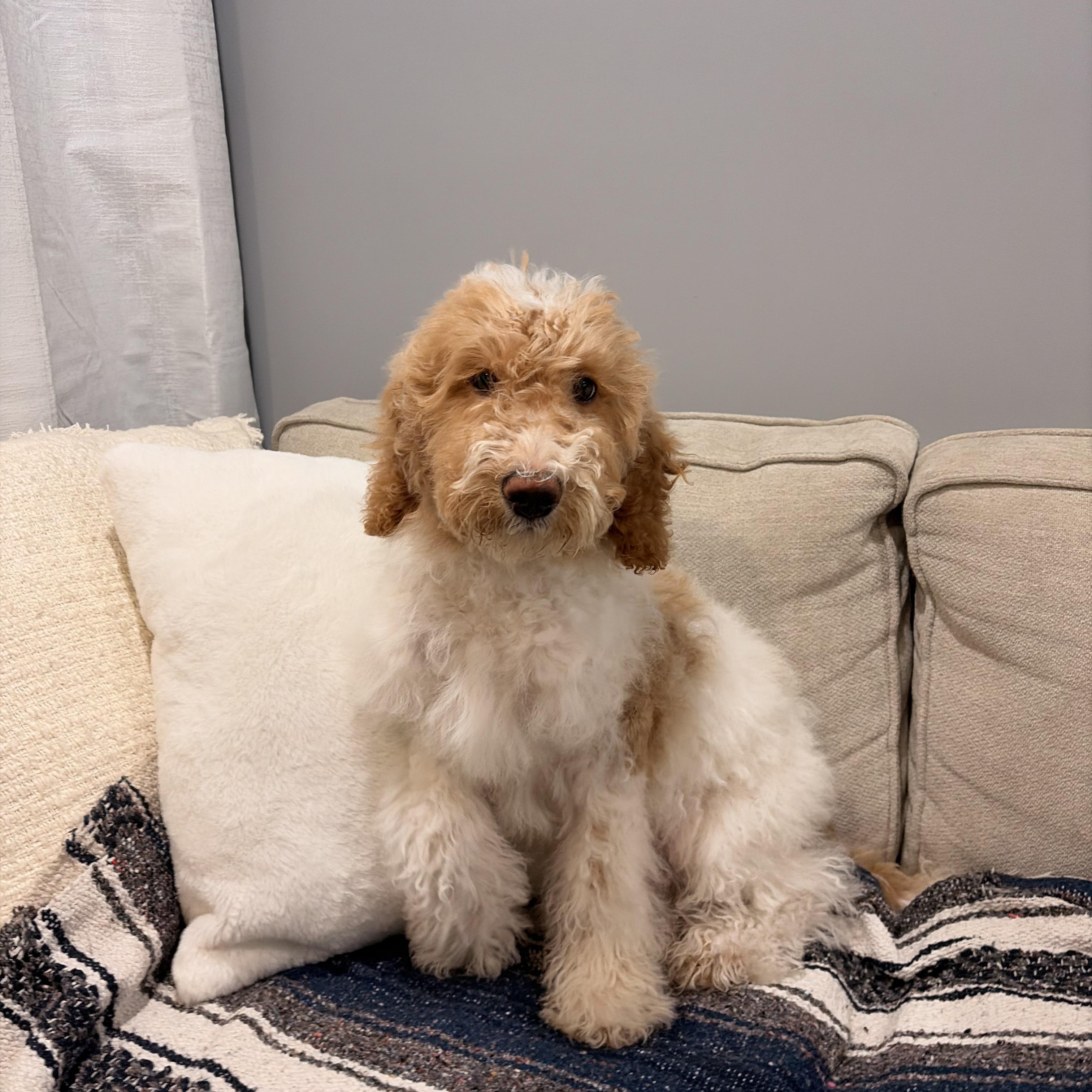 Enlarge Charlie, an adopted Goldendoodle in Torrance, CA image 3/4