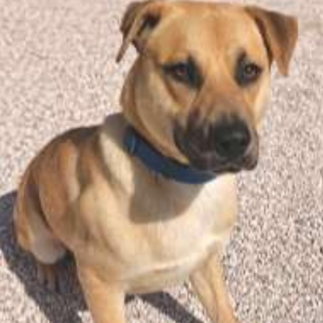 Dorado — thumbnail 2