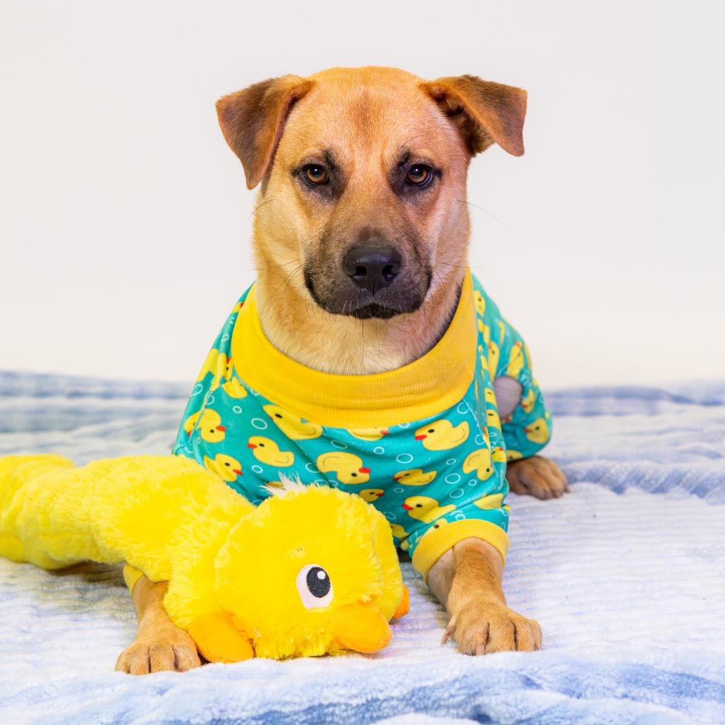 Dorado — thumbnail 5