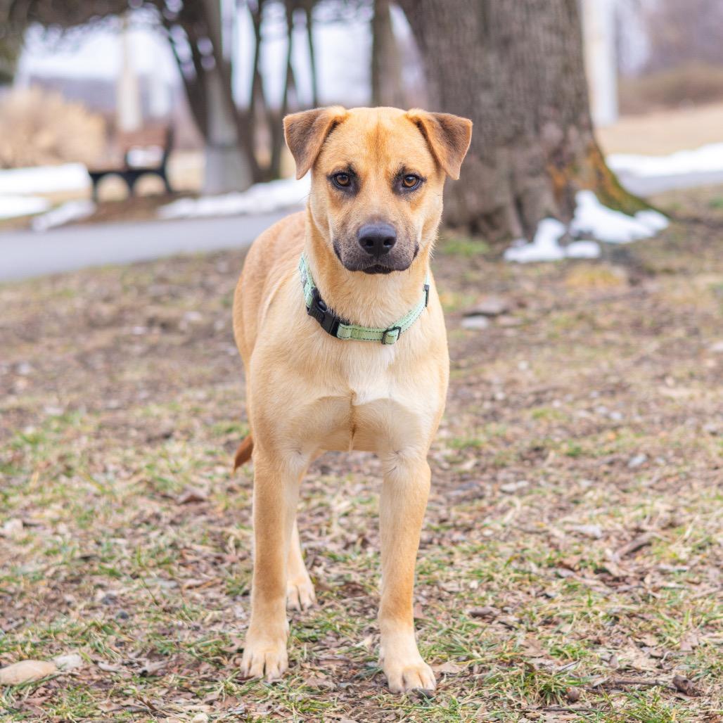 Dorado — thumbnail 6