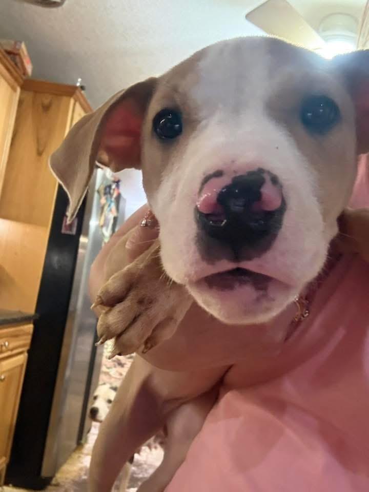 Enlarge Pinto, a Adoptable mixed breed in Troy, MI image 1/5