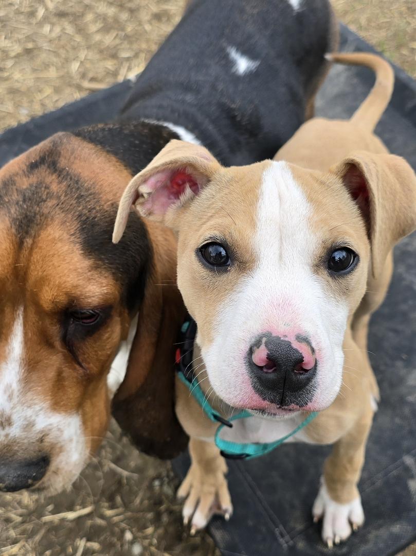 Enlarge Pinto, a Adoptable mixed breed in Troy, MI image 3/5