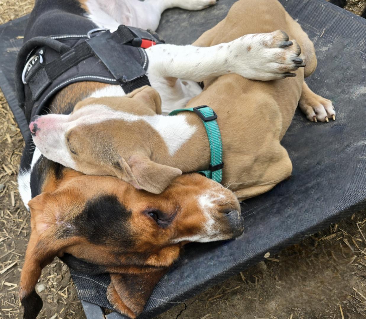 Enlarge Pinto, a Adoptable mixed breed in Troy, MI image 4/5