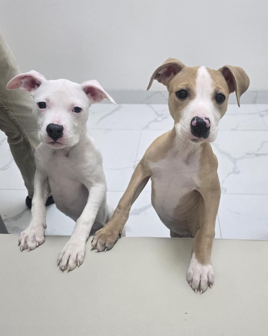 Enlarge Pinto, a Adoptable mixed breed in Troy, MI image 5/5