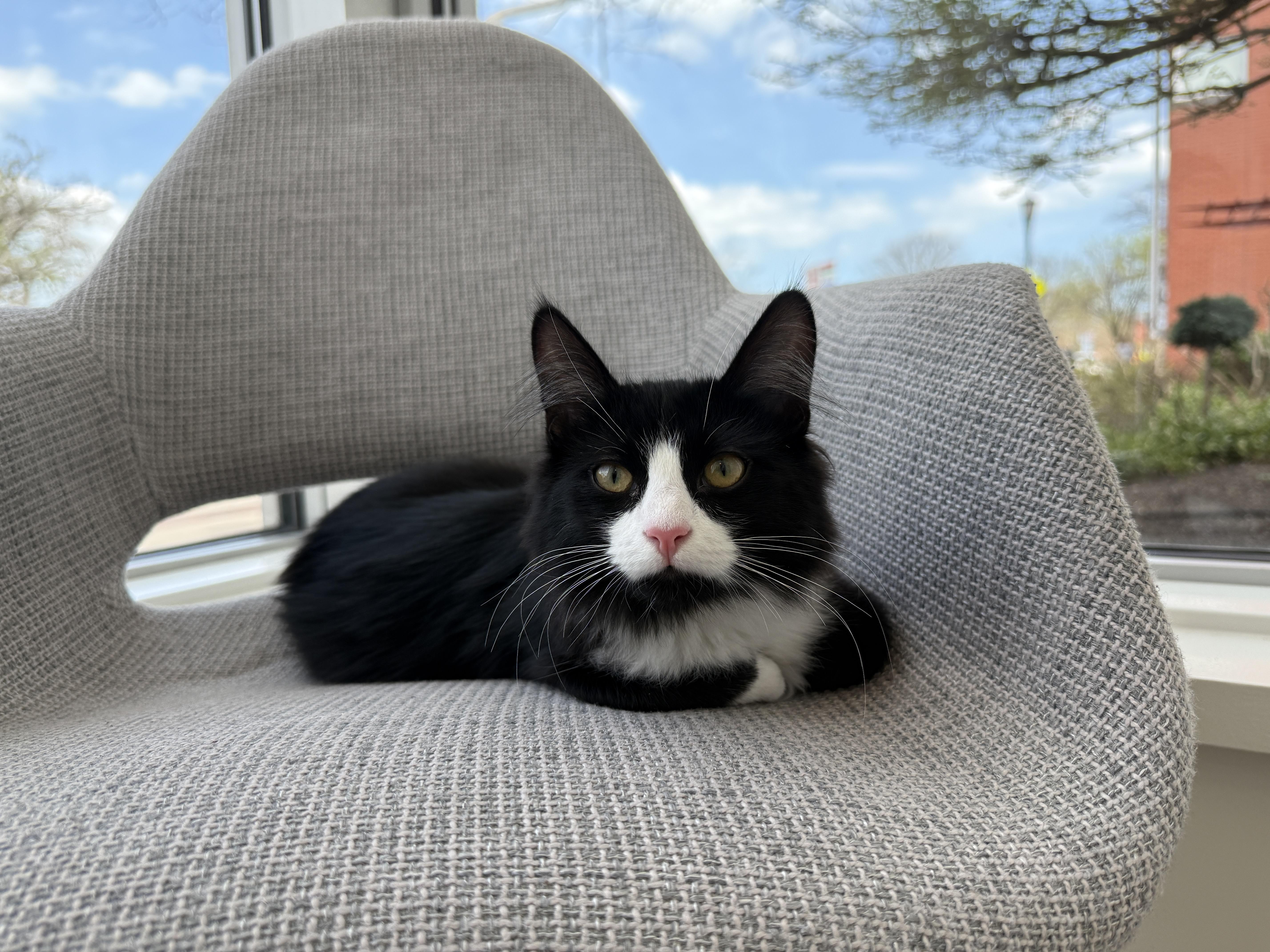 Enlarge Aloe, a ADOPTABLE Tuxedo in Evanston, IL image 4/6