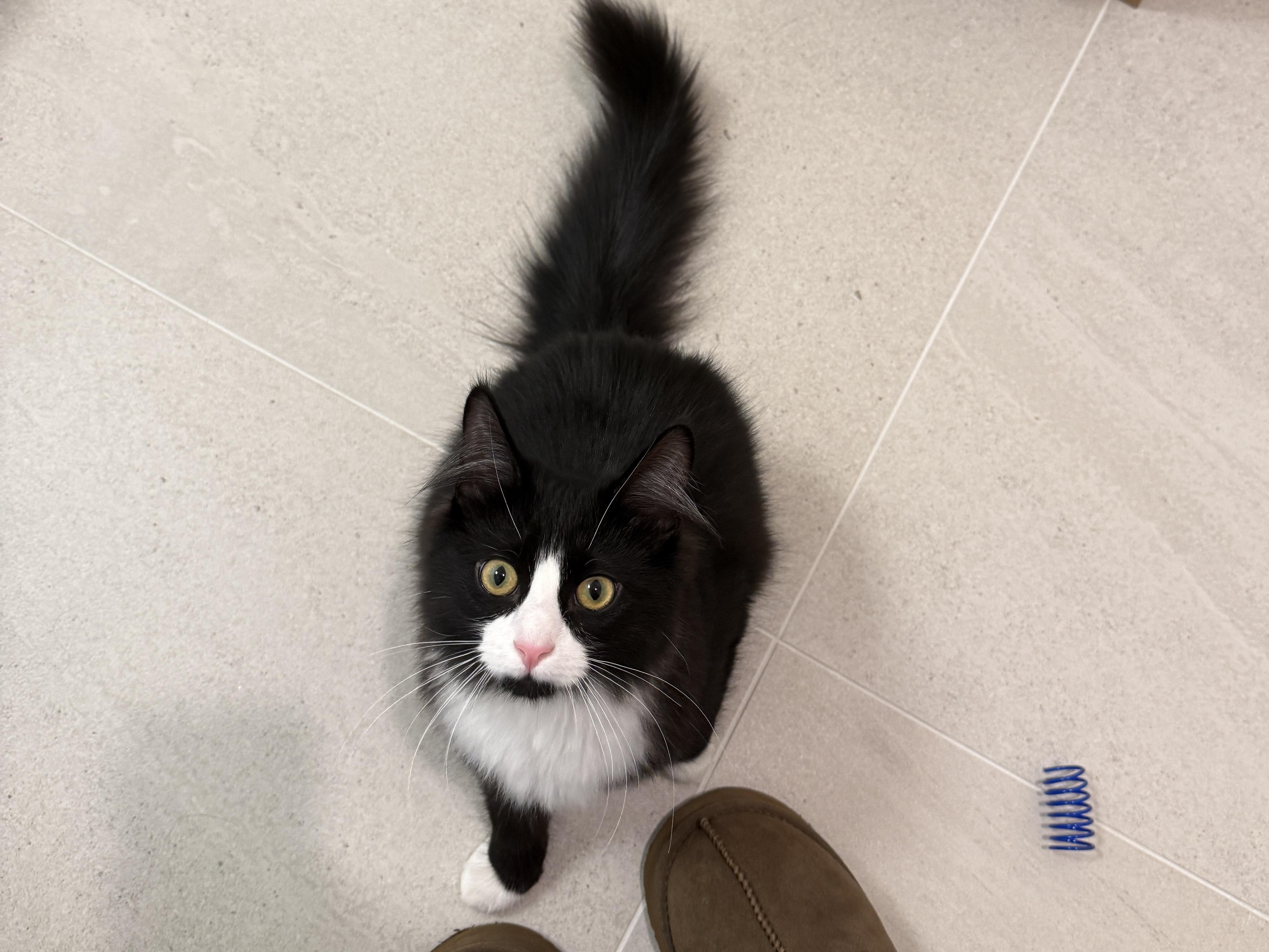 Enlarge Aloe, a ADOPTABLE Tuxedo in Evanston, IL image 5/6