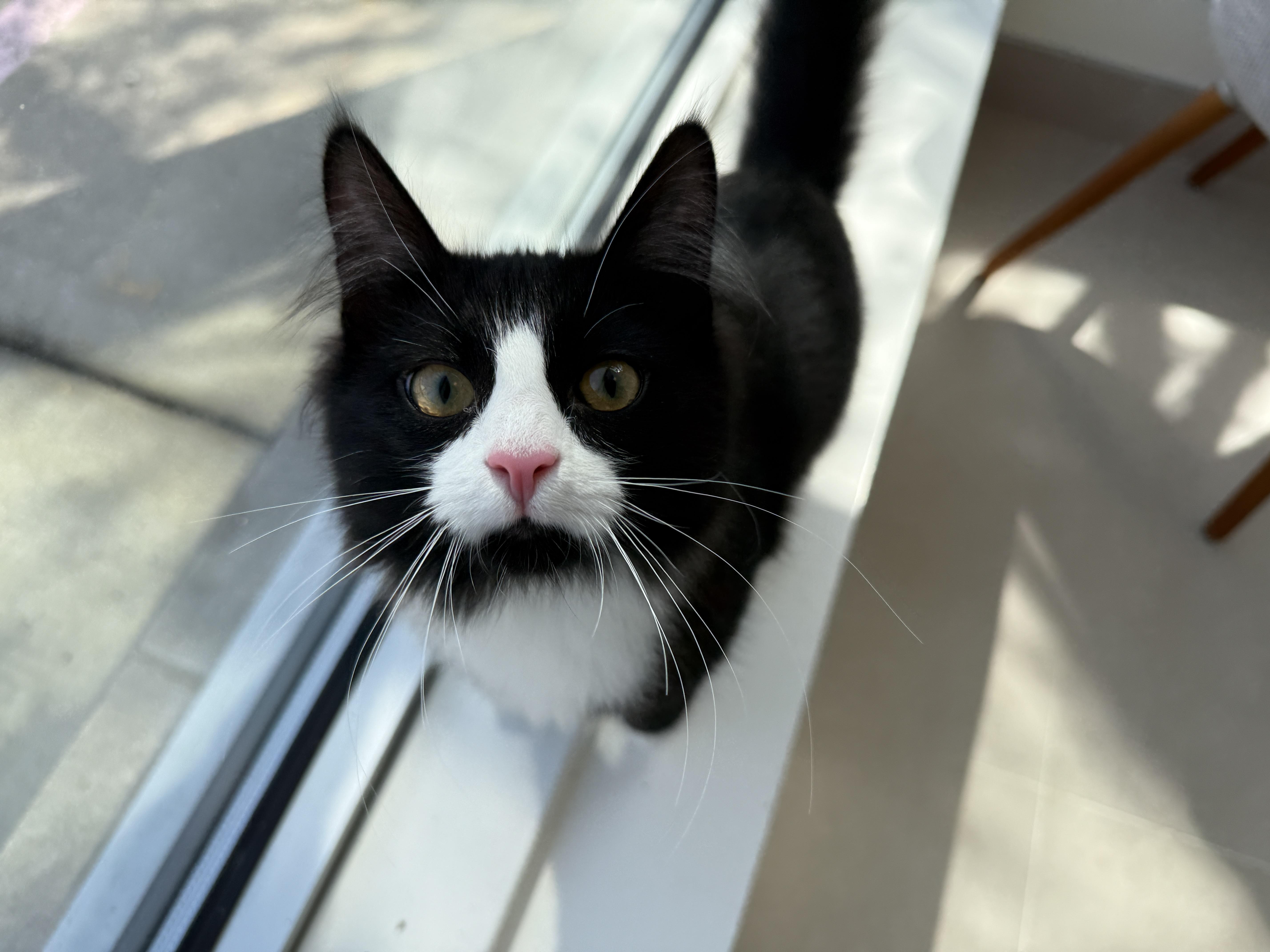 Enlarge Aloe, a ADOPTABLE Tuxedo in Evanston, IL image 2/6