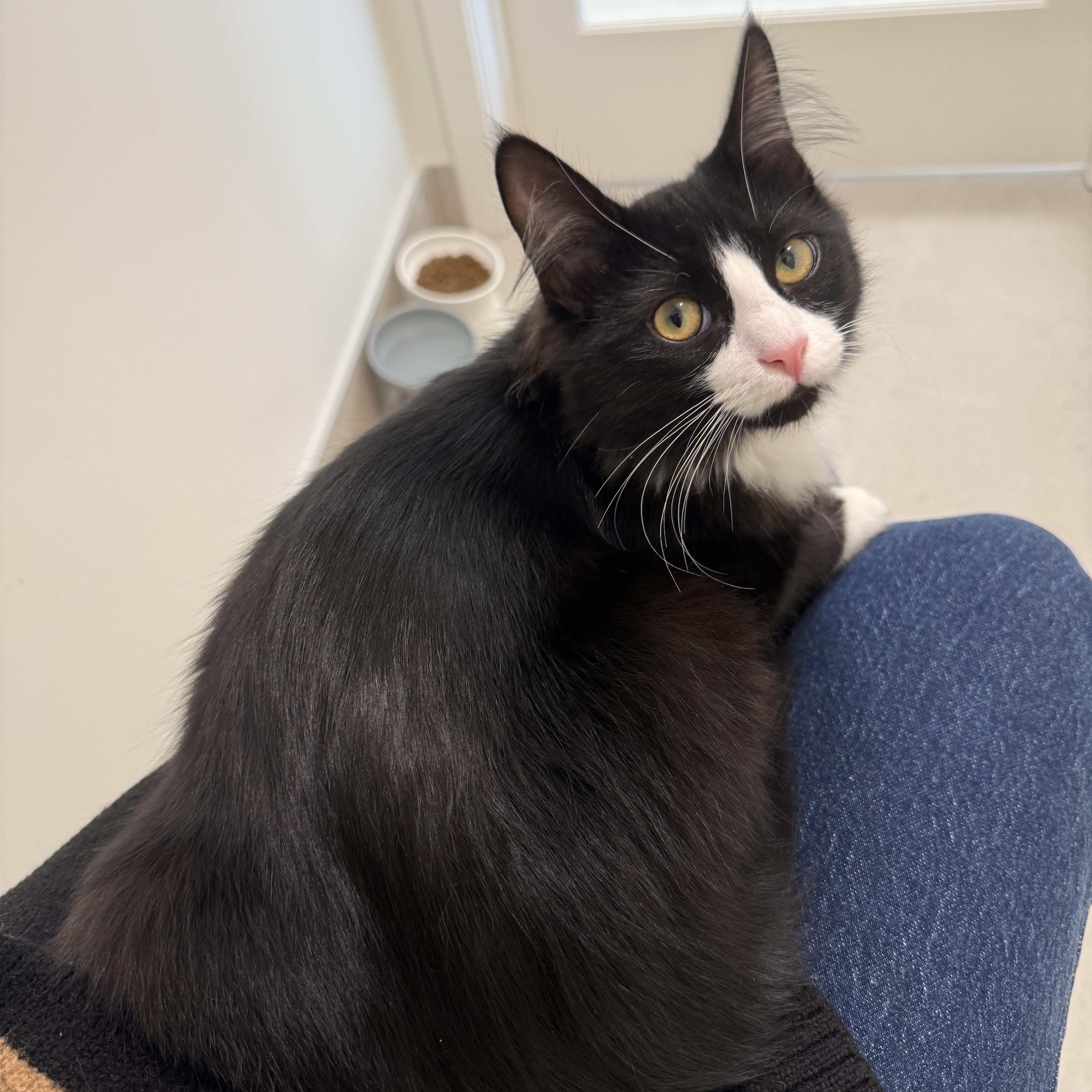 Enlarge Aloe, a ADOPTABLE Tuxedo in Evanston, IL image 6/6