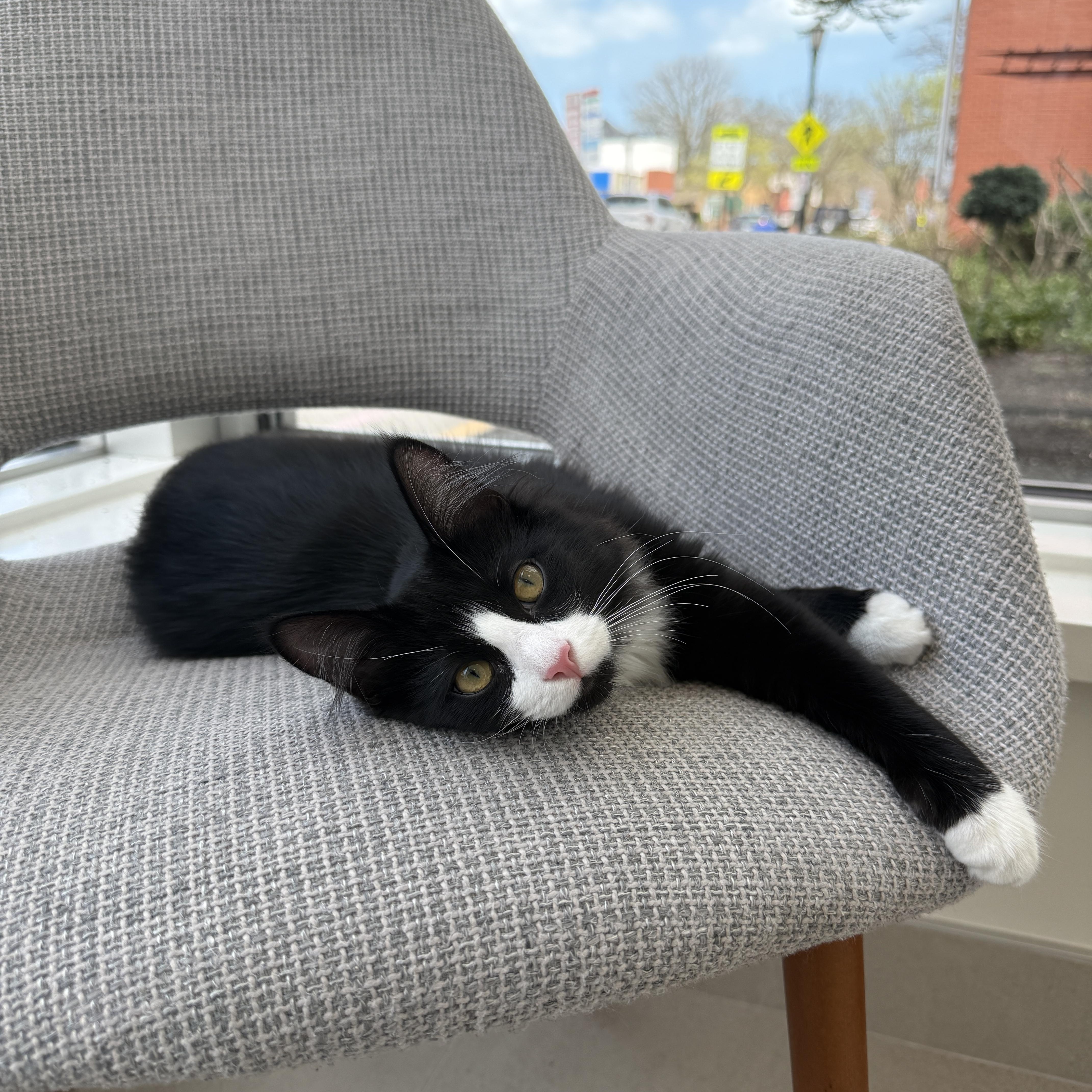 Enlarge Aloe, a ADOPTABLE Tuxedo in Evanston, IL image 3/6