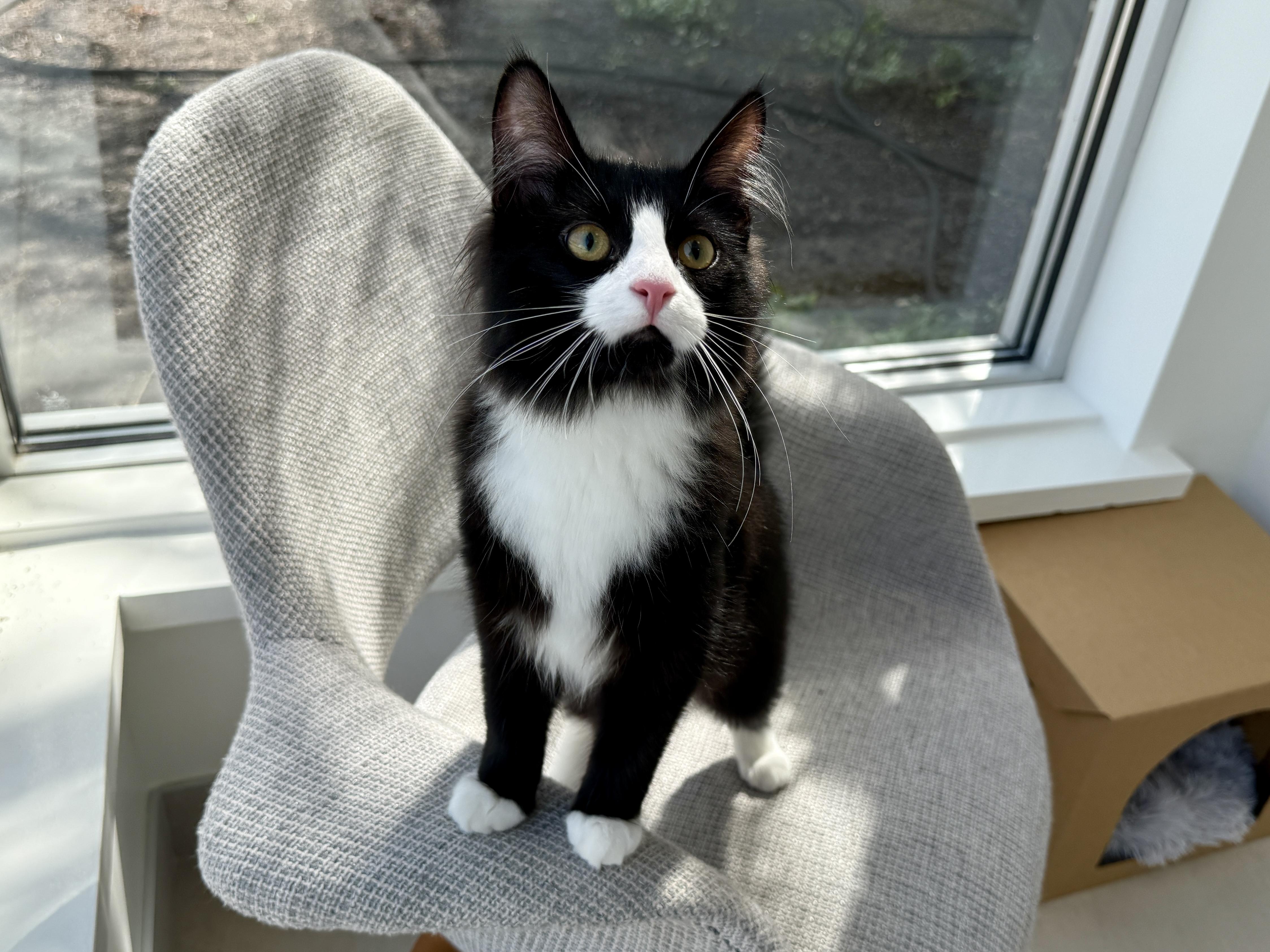 Aloe, ADOPTABLE, Kitten Male Tuxedo.