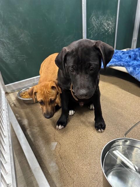 PUMA, Adoptable, Young Male Pit Bull Terrier.