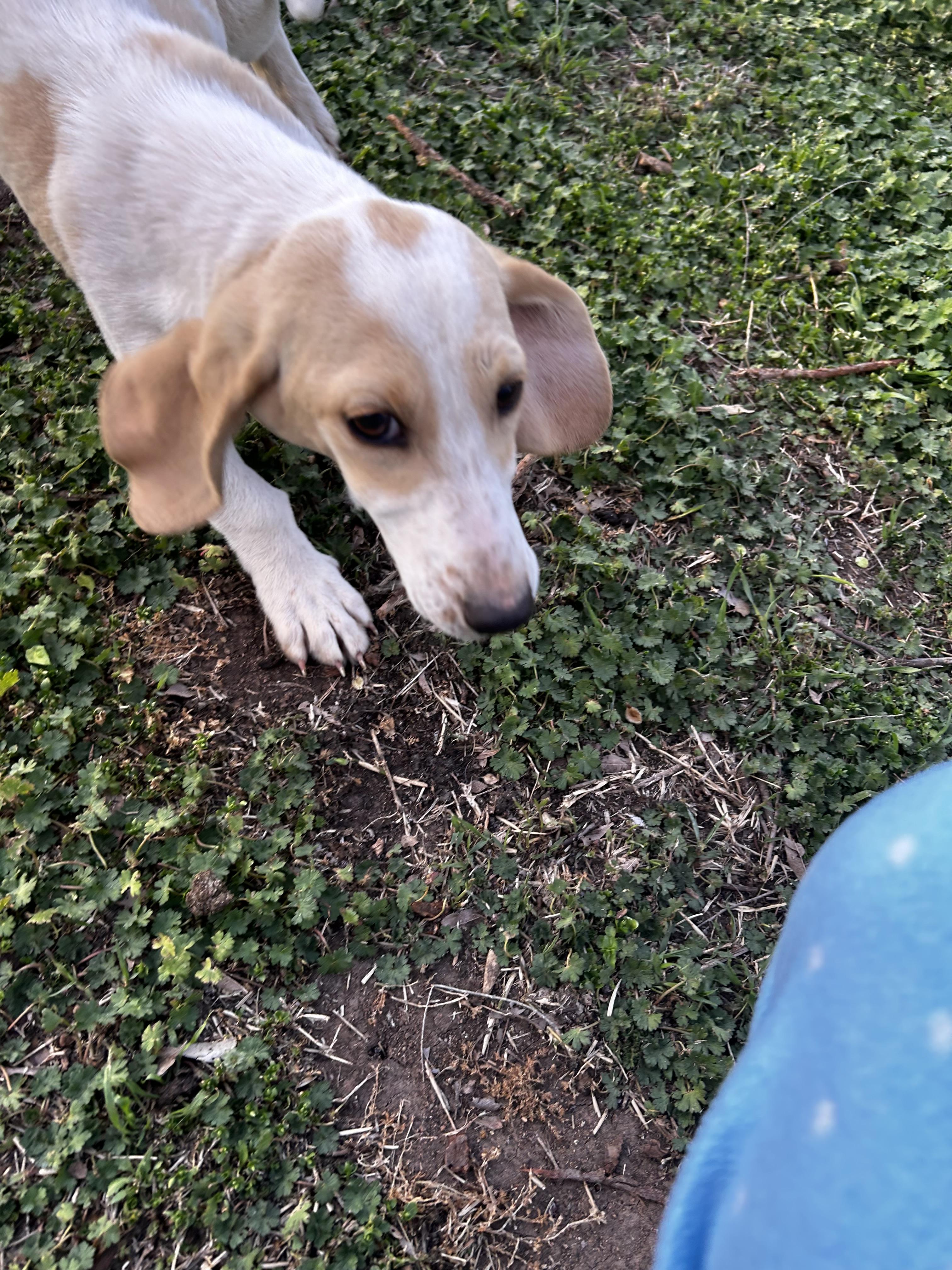 Enlarge Opal, an adopted Basset Hound in Carnegie, OK image 2/2