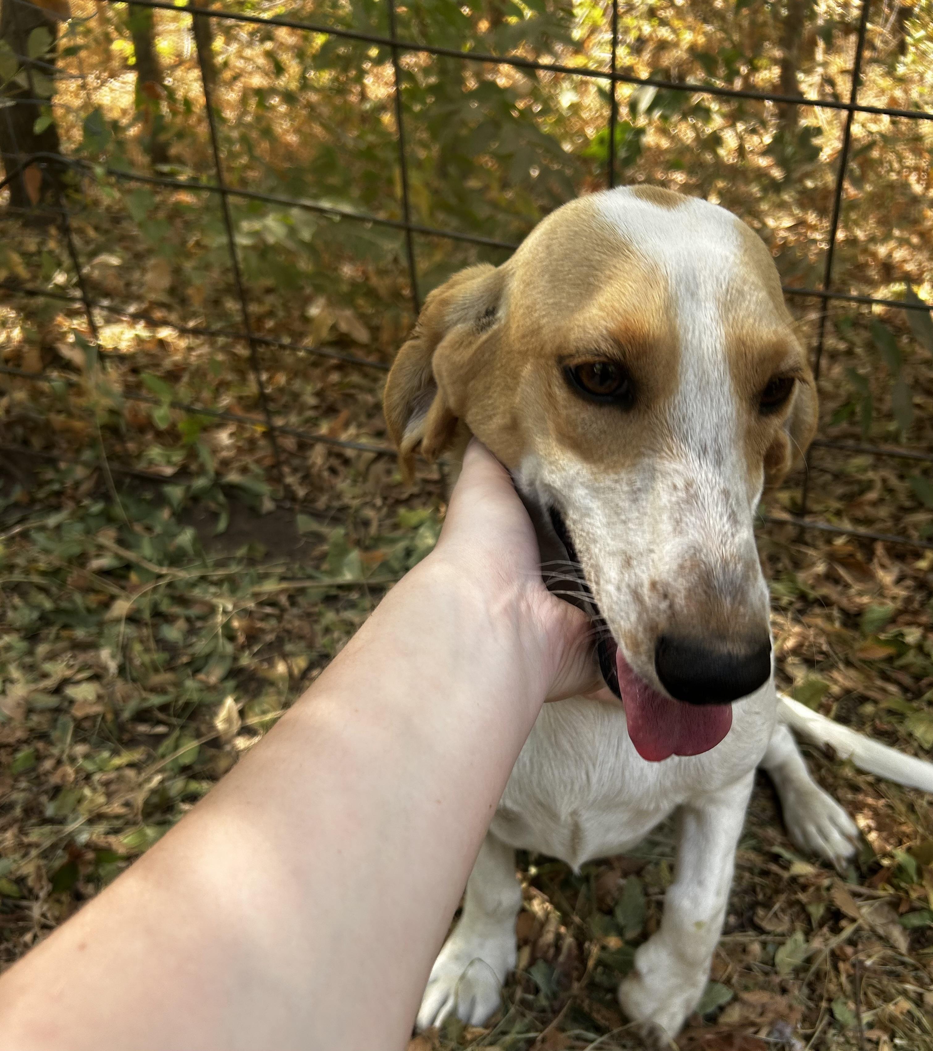 Enlarge Opal, a Adoptable Basset Hound in Carnegie, OK image 3/3