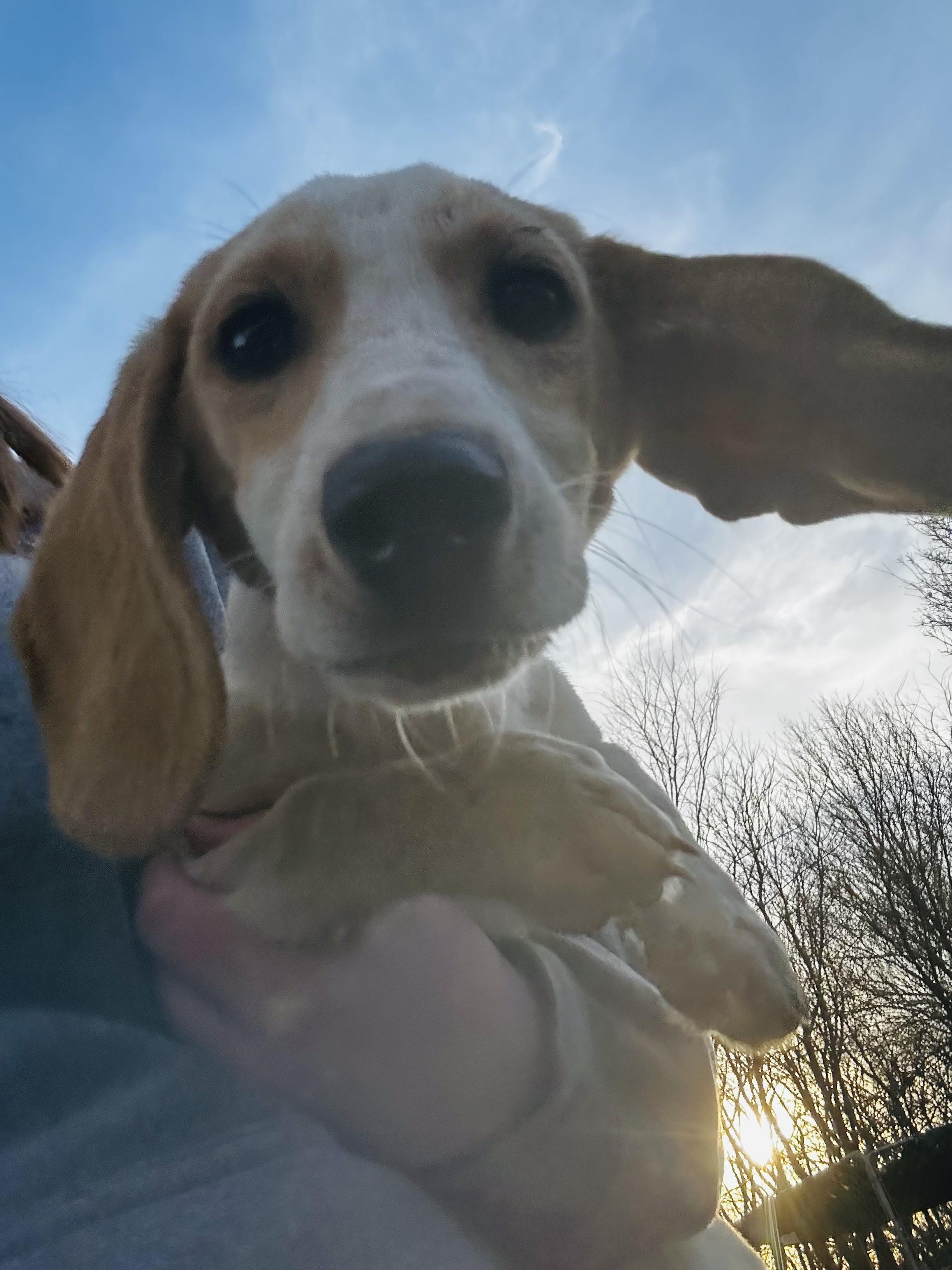 Enlarge Opal, an adopted Basset Hound in Carnegie, OK image 1/2