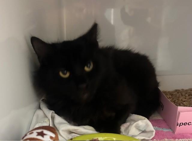 Enlarge Ophelia, an adoptable Domestic Medium Hair in Margate, FL image 1/2