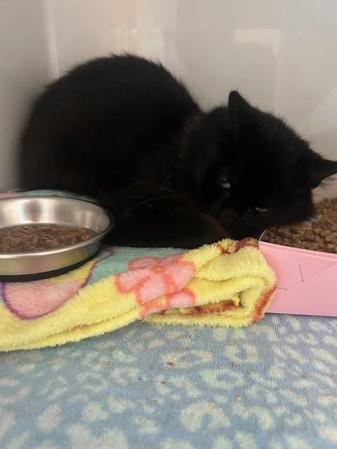 Enlarge Ophelia, an adoptable Domestic Medium Hair in Margate, FL image 2/2