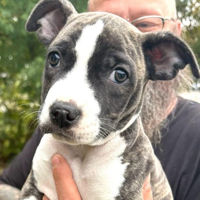 Enlarge Bella Boots, a Adoptable Mixed Breed in Kenosha, WI image 2/5