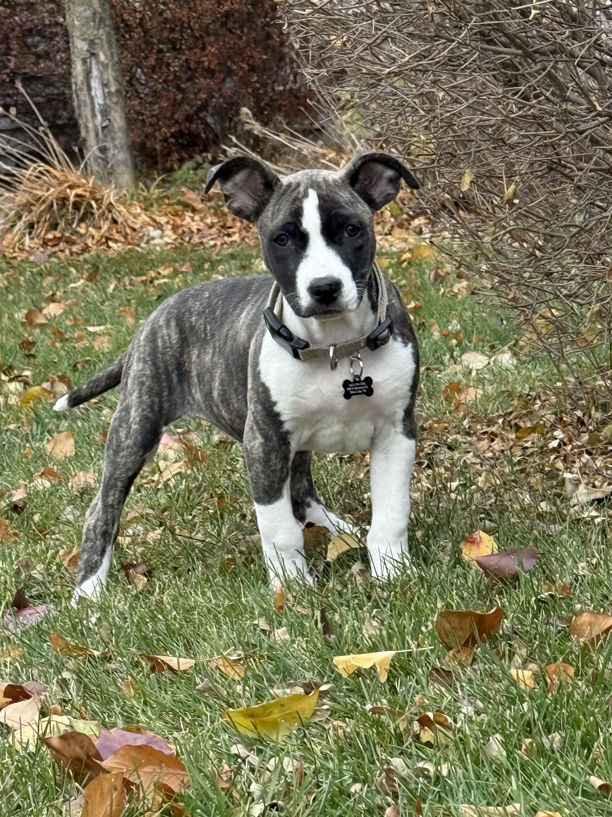 Enlarge Bella Boots, a Adoptable Mixed Breed in Kenosha, WI image 1/5