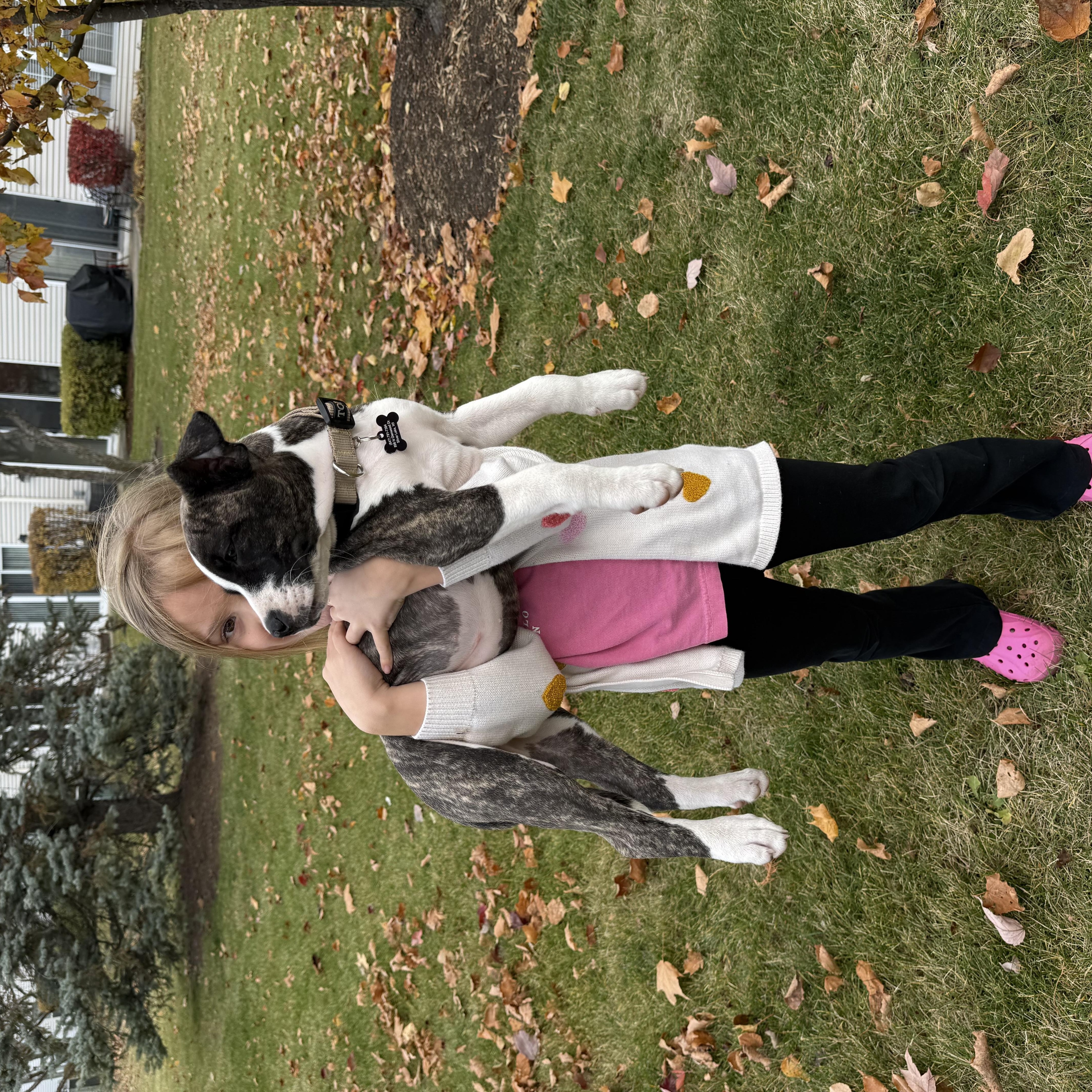 Enlarge Bella Boots, a Adoptable Mixed Breed in Kenosha, WI image 3/5