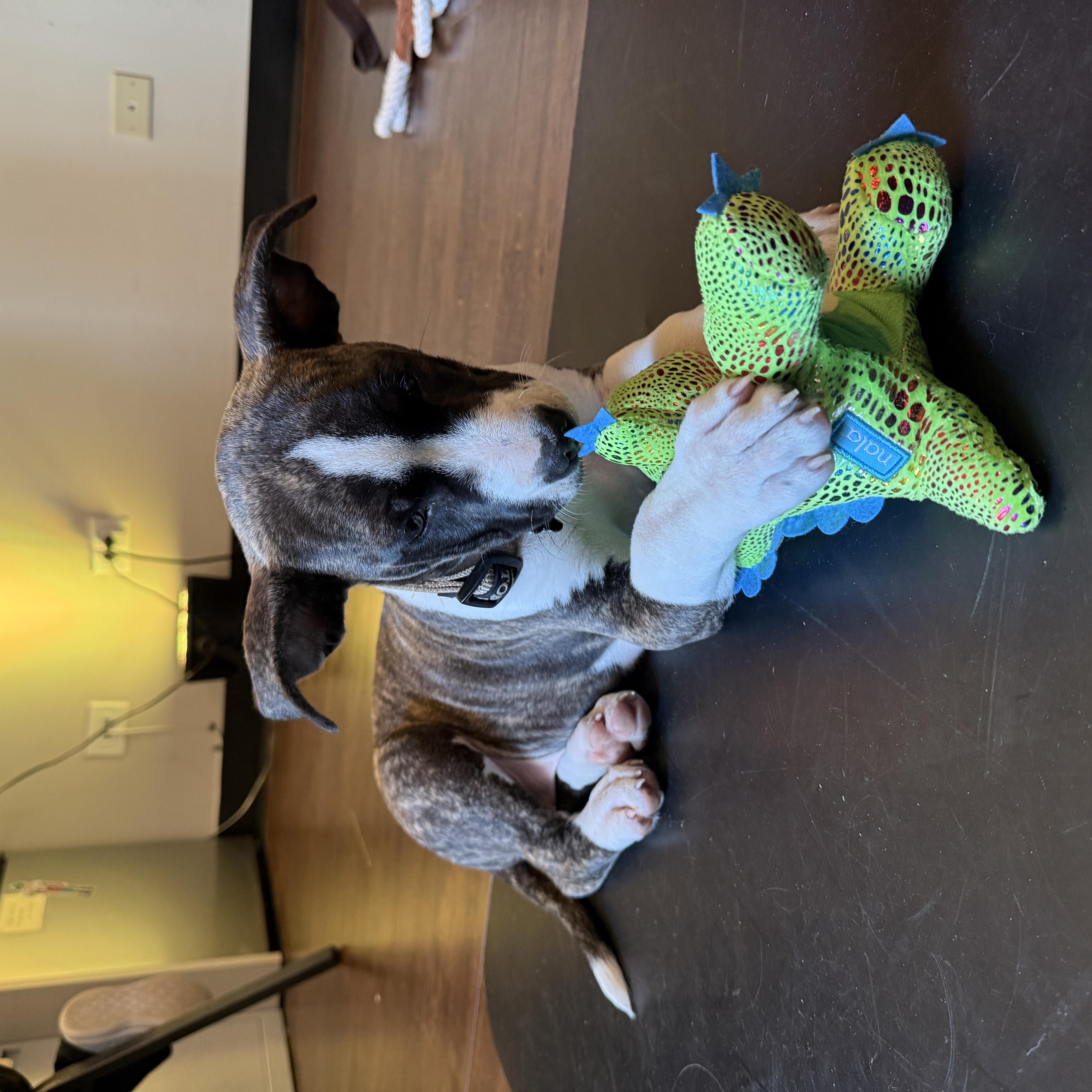 Enlarge Bella Boots, a Adoptable Mixed Breed in Kenosha, WI image 5/5