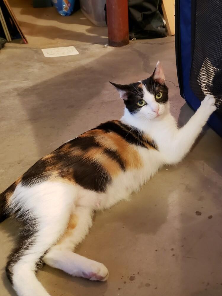 Teodora, Adoptable, Adult Female Domestic Short Hair & Calico.