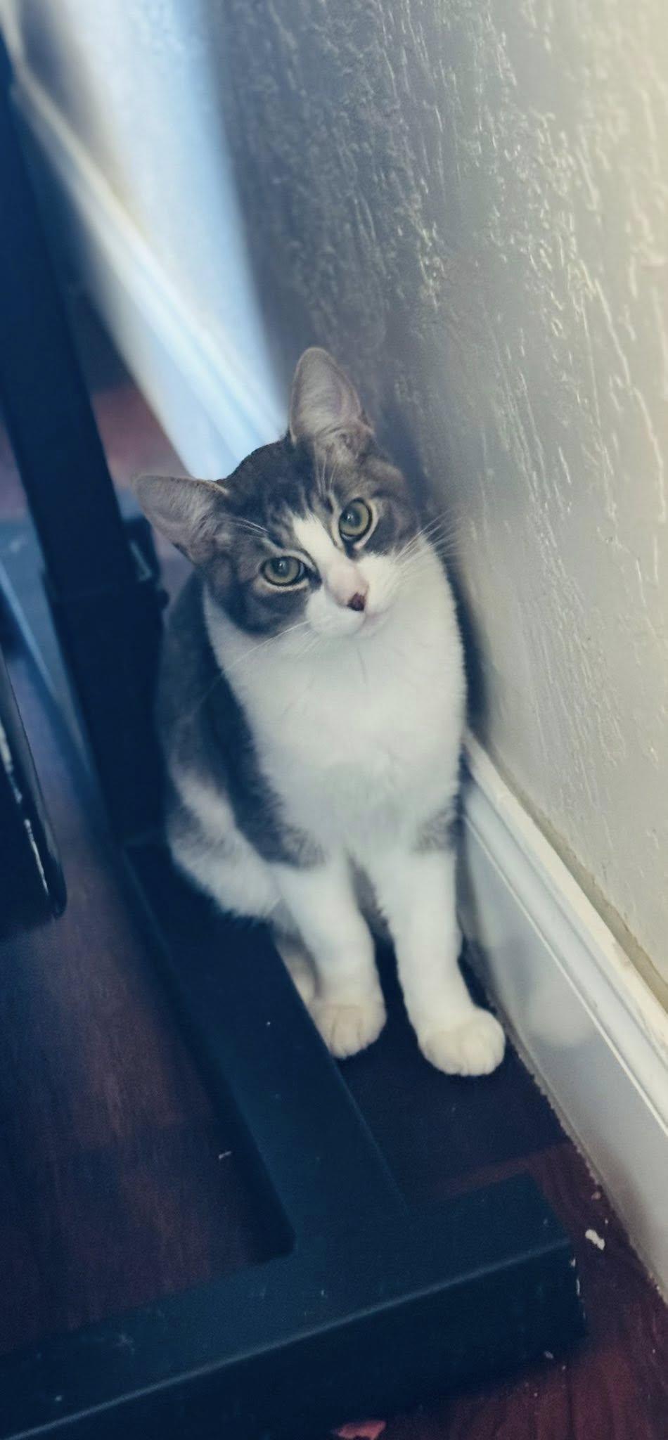 RICK, an adoptable Domestic Short Hair in Prineville, OR, 97754 | Photo Image 1